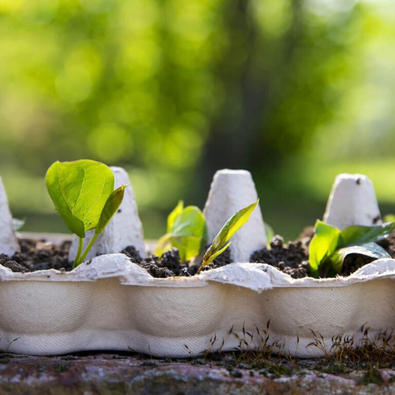 compostable antibacterial wipes