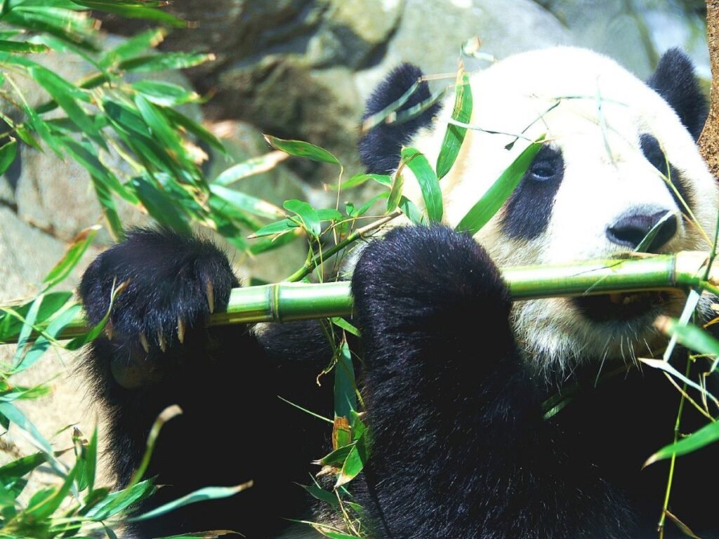 Hypoallergenic Nappies